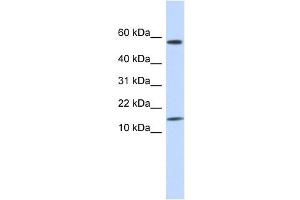 Image no. 1 for anti-Keratin Associated Protein 11-1 (KRTAP11-1) (N-Term) antibody (ABIN631812)