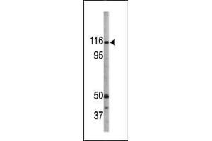 Image no. 2 for anti-Retinoblastoma-Like 1 (p107) (RBL1) (pSer975) antibody (ABIN389640)