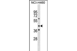 MEIS3 Antibody (Center) (ABIN1538161 and ABIN2849594) western blot analysis in NCI- cell line lysates (35 μg/lane).