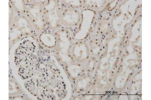 Image no. 2 for anti-Musashi Homolog 1 (Drosophila) (MSI1) (AA 1-87) antibody (ABIN518033)