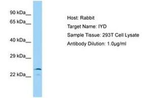 IYD anticorps  (AA 22-71)