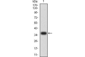 Image no. 7 for anti-Apurinic/Apyrimidinic Endonuclease 1 (APEX1) (AA 219-318) antibody (ABIN5611191)