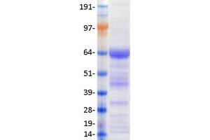 Image no. 1 for Nuclear Receptor Subfamily 4, Group A, Member 1 (NR4A1) (Transcript Variant 1) protein (Myc-DYKDDDDK Tag) (ABIN2726785)