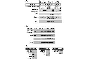 Image no. 4 for anti-Perilipin 2 (PLIN2) (AA 1-29), (N-Term) antibody (ABIN285650)