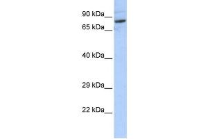 Image no. 1 for anti-serine Palmitoyltransferase, Long Chain Base Subunit 2 (SPTLC2) antibody (ABIN2459217)