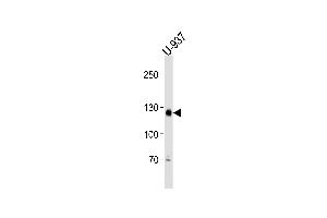 SGOL2 antibody  (AA 391-419)