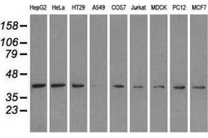 Image no. 2 for anti-Mitogen-Activated Protein Kinase 1 (MAPK1) antibody (ABIN2720486)