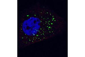 Image no. 1 for anti-Autophagy related 4B Cysteine Peptidase (ATG4B) (AA 358-390), (C-Term) antibody (ABIN1882065)