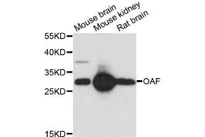 Image no. 1 for anti-OAF Homolog (OAF) antibody (ABIN6567824)
