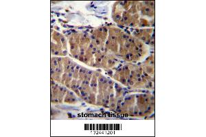 Image no. 1 for anti-Leucine Rich Repeat and Sterile alpha Motif Containing 1 (LRSAM1) (AA 1-30), (N-Term) antibody (ABIN656897)