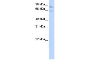 F13B antibody  (Middle Region)