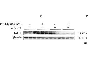 Image no. 18 for anti-Actin, beta (ACTB) (AA 1-50) antibody (ABIN724340)