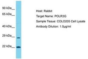 Image no. 1 for anti-Polymerase (RNA) III (DNA Directed) Polypeptide G (32kD) (POLR3G) (AA 88-137) antibody (ABIN6750582)