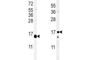 Image no. 4 for anti-Interleukin 4 (IL4) (AA 122-150) antibody (ABIN3031478)