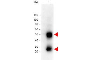 Western Blotting (WB) image for Goat anti-Mouse IgG (Heavy & Light Chain) antibody (HRP) (ABIN101744)