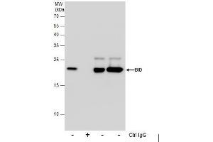 IP Image Immunoprecipitation of Bid protein from Jurkat whole cell extracts using 5 μg of Bid antibody [N1C3] , or Bid antibody [N1C3-2], Western blot analysis was performed using Bid antibody [N1C3], EasyBlot anti-Rabbit IgG  was used as a secondary reagent.