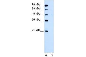 Image no. 2 for anti-Solute Carrier Family 43, Member 3 (SLC43A3) (N-Term) antibody (ABIN2781635)