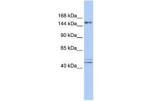 Image no. 1 for anti-Activity-Dependent Neuroprotector Homeobox (ADNP) (N-Term) antibody (ABIN2780972)