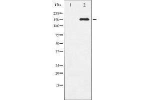 Image no. 6 for anti-Epidermal Growth Factor Receptor (EGFR) (pSer1071) antibody (ABIN6256098)