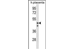 Image no. 1 for anti-Clusterin-Like 1 (Retinal) (CLUL1) (AA 439-465), (C-Term) antibody (ABIN5536727)
