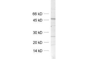 Image no. 2 for anti-Synaptosomal-Associated Protein, 47kDa (SNAP47) antibody (ABIN1742240)