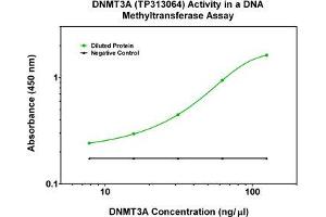 Image no. 1 for DNA (Cytosine-5-)-Methyltransferase 3 alpha (DNMT3A) (Transcript Variant 3) (Active) protein (Myc-DYKDDDDK Tag) (ABIN2719617)