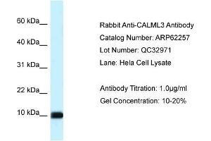 Image no. 1 for anti-Calmodulin Like Protein 3 (CALML3) (Middle Region) antibody (ABIN2789084)