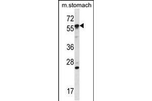 Image no. 3 for anti-Oxidative-Stress Responsive 1 (OXSR1) (AA 94-121), (N-Term) antibody (ABIN5537251)