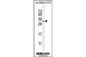 Image no. 1 for anti-R-Ras (AA 91-123) antibody (ABIN655495)