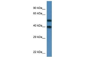 Image no. 1 for anti-Nucleoporin 37kDa (NUP37) (N-Term) antibody (ABIN2773879)