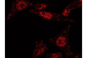 Image no. 2 for anti-ELAV (Embryonic Lethal, Abnormal Vision, Drosophila)-Like 1 (Hu Antigen R) (ELAVL1) (N-Term) antibody (ABIN6925943)