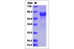 Image no. 1 for Retinoic Acid Early Transcript 1E (RAET1E) (AA 1-225) protein (Fc Tag) (ABIN2006713)