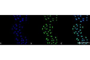 Image no. 3 for anti-Protein Phosphatase 5, Catalytic Subunit (PPP5C) antibody (FITC) (ABIN2868694)