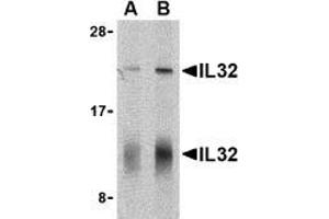 Image no. 2 for anti-Interleukin 32 (IL32) (C-Term) antibody (ABIN500008)