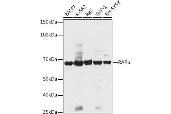 Retinoic Acid Receptor alpha Antikörper  (AA 1-457)