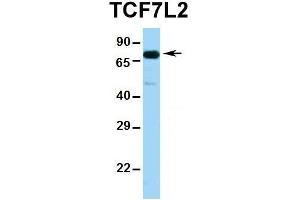 Image no. 3 for anti-Transcription Factor 7-Like 2 (T-Cell Specific, HMG-Box) (TCF7L2) (Middle Region) antibody (ABIN2777927)