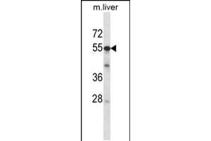 Image no. 1 for anti-AarF Domain Containing Kinase 2 (ADCK2) (AA 232-259) antibody (ABIN5530331)