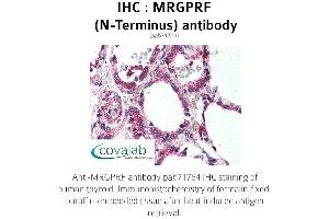Image no. 2 for anti-MAS-Related GPR, Member F (Mrgprf) (N-Term) antibody (ABIN1737070)