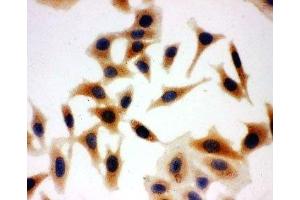 Image no. 3 for anti-Aquaporin 3 (Gill Blood Group) (AQP3) (C-Term) antibody (ABIN3030005)