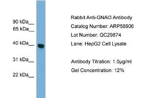 Image no. 2 for anti-Guanine Nucleotide Binding Protein (G Protein), alpha Inhibiting Activity Polypeptide 3 (GNAI3) (Middle Region) antibody (ABIN2787874)