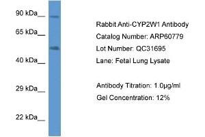 Image no. 1 for anti-Cytochrome P450, Family 2, Subfamily W, Polypeptide 1 (CYP2W1) (C-Term) antibody (ABIN2788576)