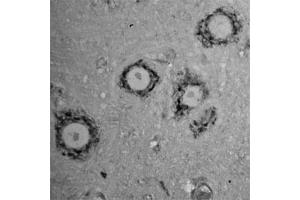 Image no. 2 for anti-Contactin 1 (CNTN1) antibody (ABIN350242)