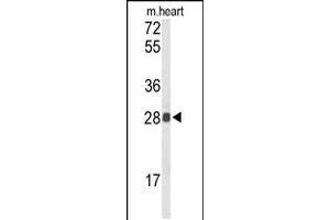 Image no. 2 for anti-Tetraspanin 1 (TSPAN1) (AA 140-167) antibody (ABIN5532732)