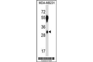 Image no. 1 for anti-serine/arginine-Rich Splicing Factor 8 (SRSF8) (AA 45-73), (N-Term) antibody (ABIN657397)