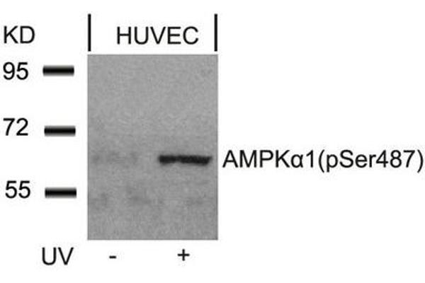AMPK alpha anticorps  (pSer487)