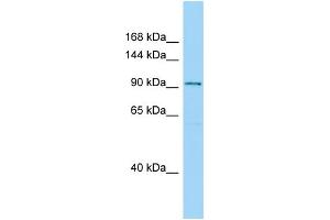 Image no. 1 for anti-Sperm Associated Antigen 1 (SPAG1) (C-Term) antibody (ABIN2790232)