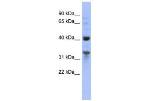 Image no. 1 for anti-Mitochondrial Ribosomal Protein L37 (MRPL37) (N-Term) antibody (ABIN2786976)