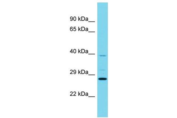C9orf86 antibody  (N-Term)