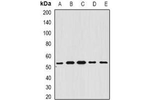 Image no. 1 for anti-Bifunctional Apoptosis Regulator (BFAR) (full length) antibody (ABIN6005774)