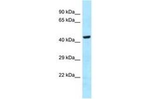Image no. 1 for anti-GH3 Domain Containing (GHDC) (AA 70-119) antibody (ABIN6747950)